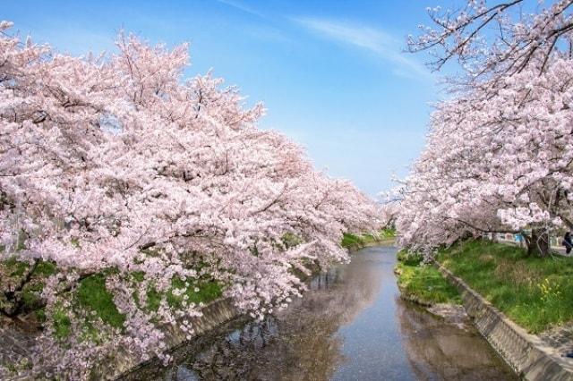 岩倉桜まつり