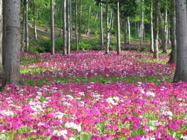 【花・見ごろ】四十八滝山野草花園 花の森 クリンソウ