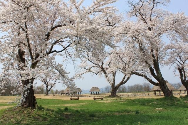 【桜・見ごろ】ユネスコ世界文化遺産「大湯環状列石」