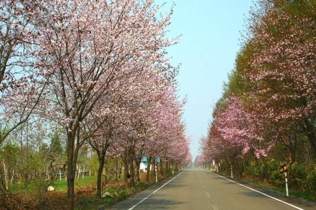 【桜・見ごろ】岩木山の桜並木