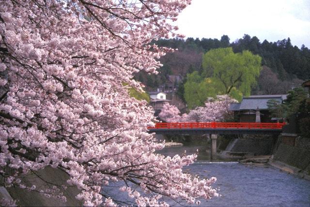 【桜・見ごろ】高山市　中橋周辺