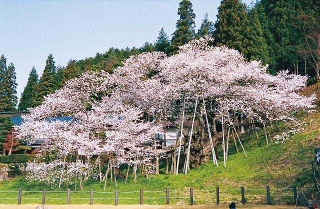 【桜・見ごろ】臥龍桜