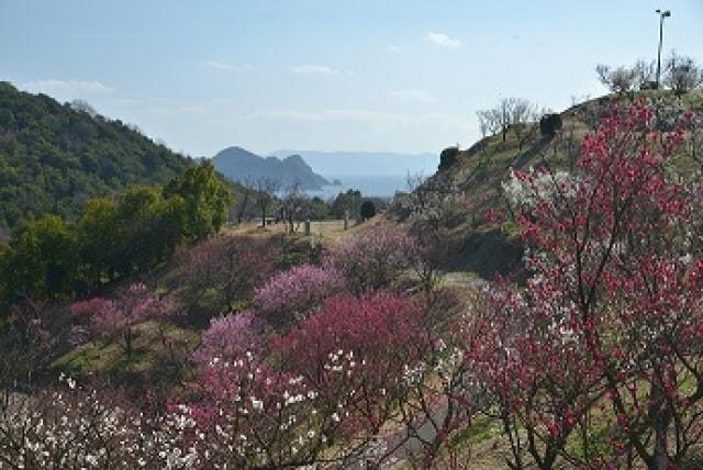 冠山総合公園 第38回梅まつり