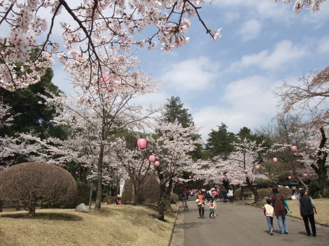 【桜・見ごろ】小山市　城山公園