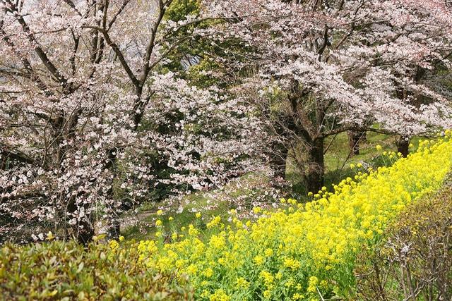 【桜・見ごろ】BIOTOPIA