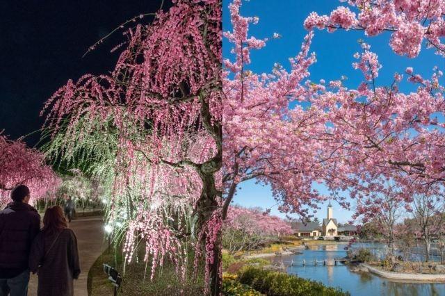 なばなの里「梅・しだれ梅・桜まつり」