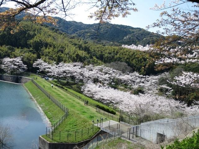 【桜・見ごろ】昭和池公園