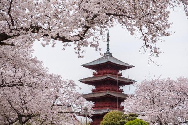 【桜・見ごろ】池上本門寺