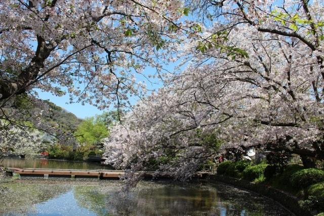 【桜・見ごろ】鶴岡八幡宮