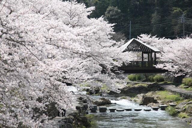 【桜・見ごろ】長門湯本温泉街