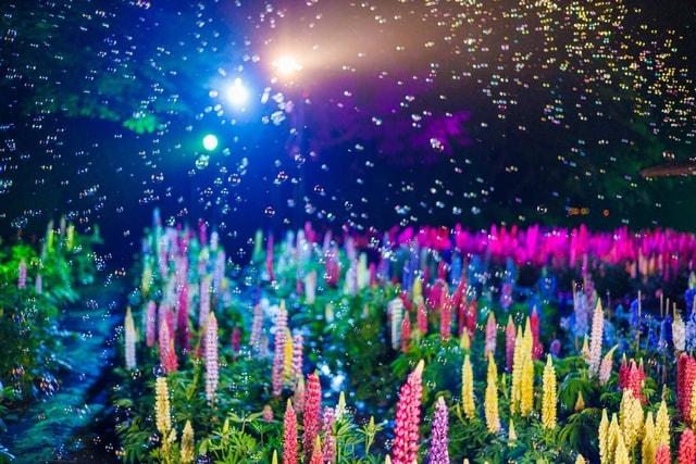 ライトイベントー光と花ーImagination Night 2025