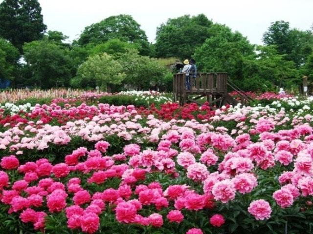 鯉艸郷　芍薬まつり 2025