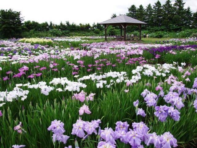 花菖蒲まつり 2025