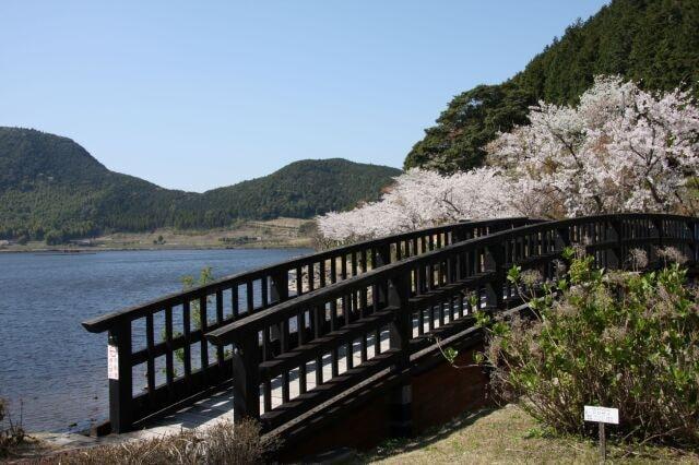 【桜・見ごろ】藺牟田池