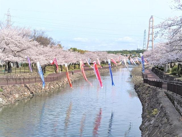 【桜・見ごろ】平和市民公園