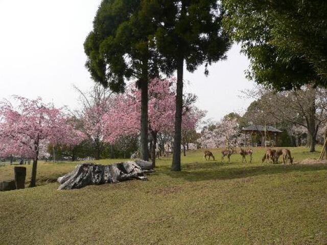 【桜・見ごろ】奈良公園