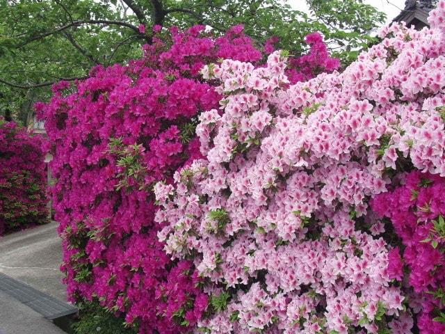 【花・見ごろ】名和公園のつつじ