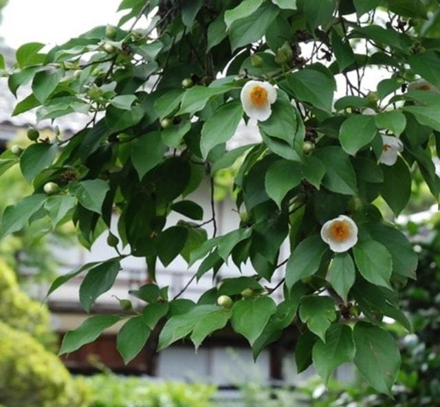 【花・見ごろ】田中本家の沙羅の花