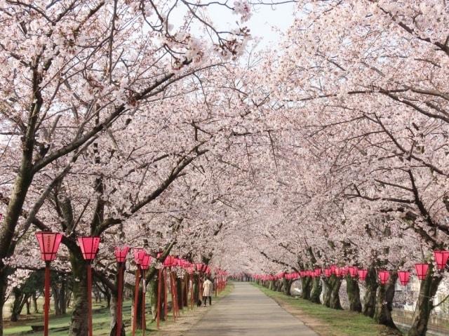 【桜・見ごろ】住吉堤防敷