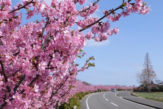 【桜・見ごろ】湊川河津桜ロード