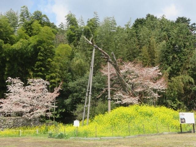 【桜・見ごろ】魚見桜