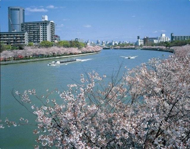 【桜・見ごろ】毛馬桜之宮公園