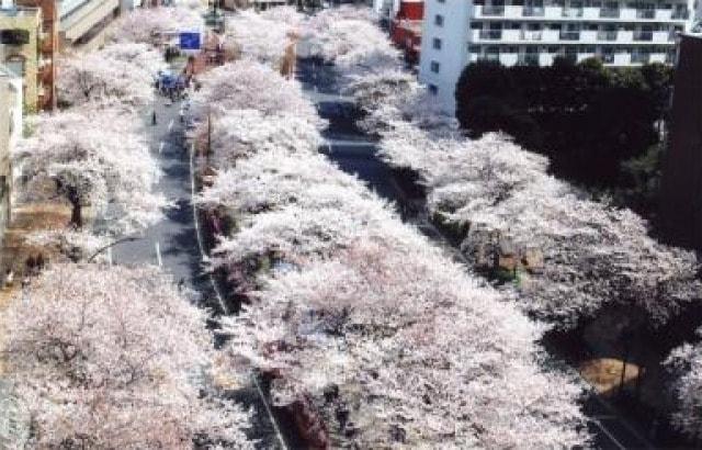 【桜・見ごろ】播磨坂