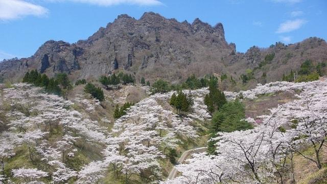 【桜・見ごろ】 妙義山さくらの里