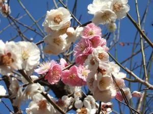 清水公園梅まつり