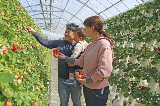 いちご狩り　マザー牧場