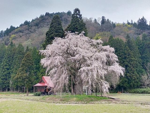 【桜・見ごろ】おしら様の枝垂れ桜