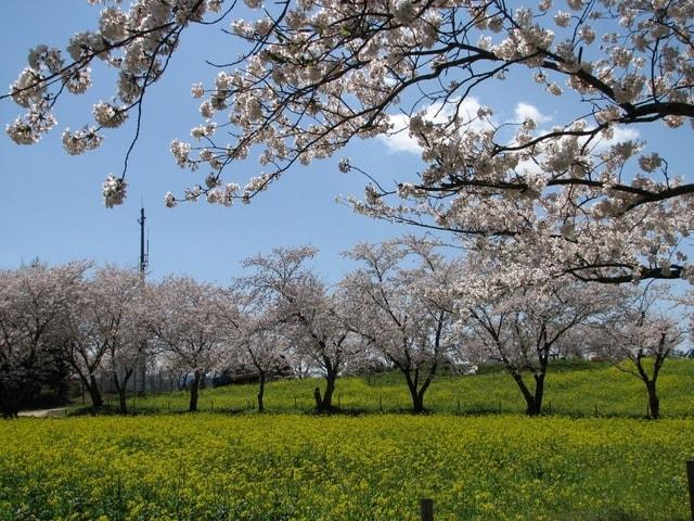 中尾山さくらまつり