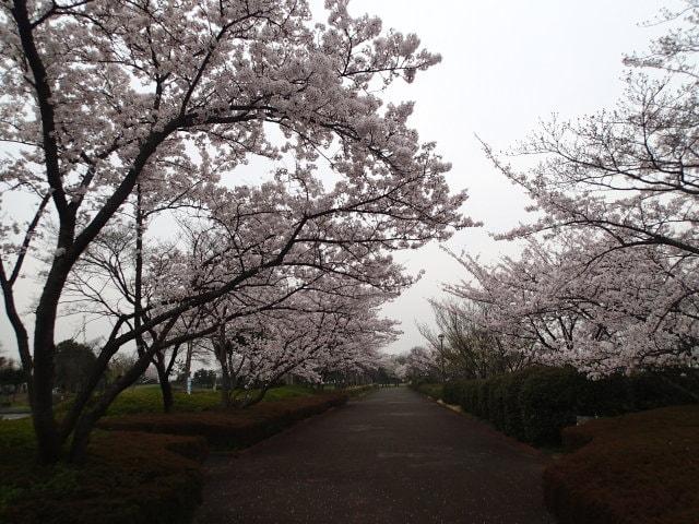 【桜・見ごろ】しらこばと公園