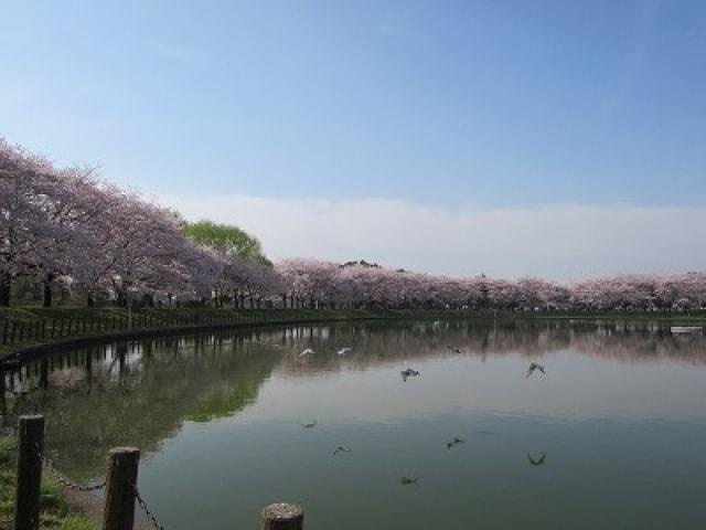 【桜・見ごろ】県民健康福祉村