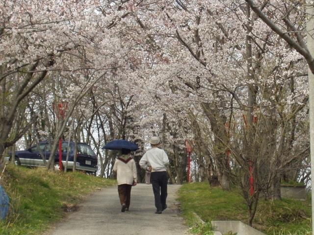 【桜・見ごろ】日笠山