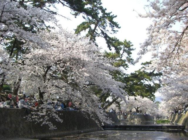 【桜・見ごろ】夙川公園