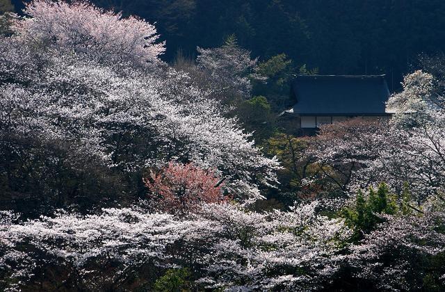 【桜・見ごろ】常勝寺