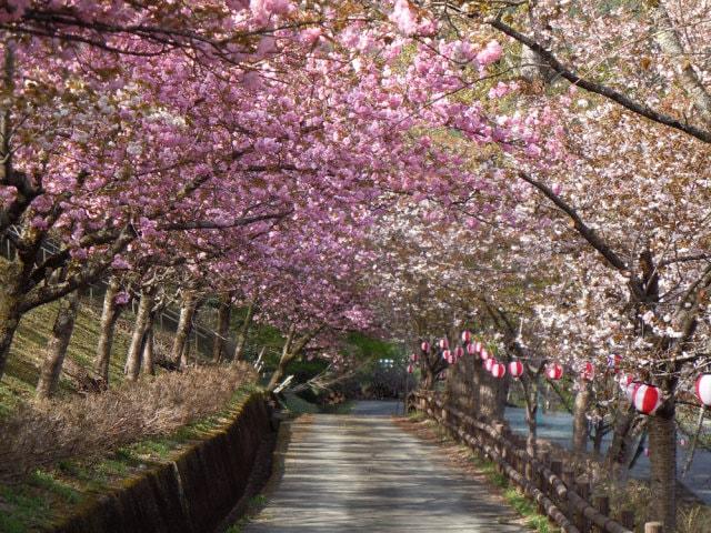 【桜・見ごろ】御殿山公園