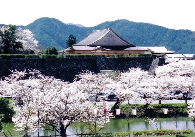 【桜・見ごろ】篠山城