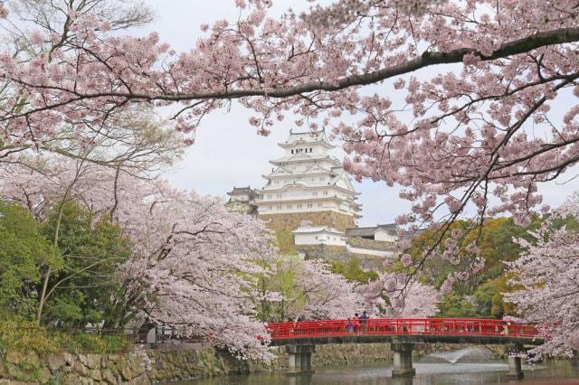 【桜・見ごろ】姫路城