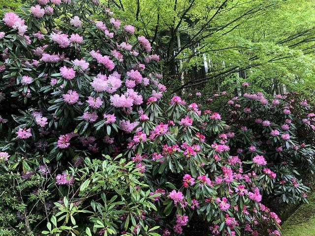 【花・見ごろ】呑山観音寺のしゃくなげ