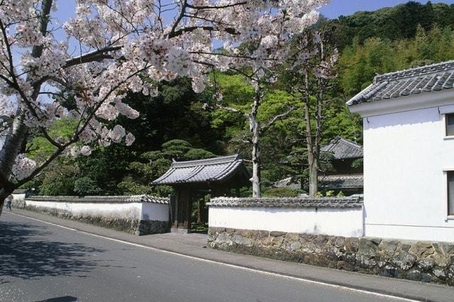 【桜・見ごろ】歴史と文学のみち