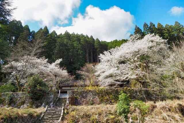 【桜・見ごろ】黒沢東光庵の塩釜桜