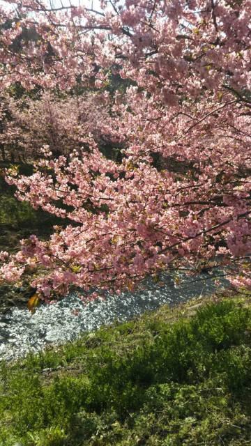 【桜・見ごろ】東大山の河津桜