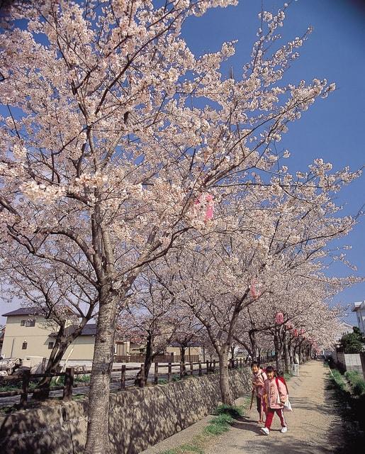 【桜・見ごろ】十四川の桜並木