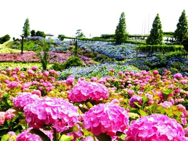 かざはやの里 2025紫陽花まつり
