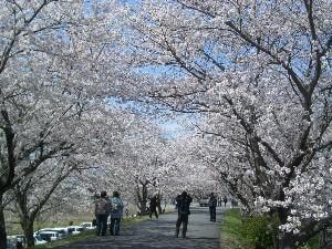 【桜・見ごろ】宮川堤