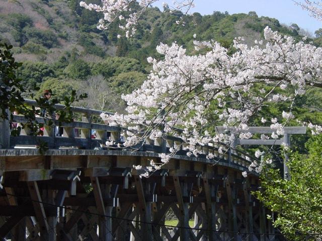 【桜・見ごろ】伊勢神宮内宮