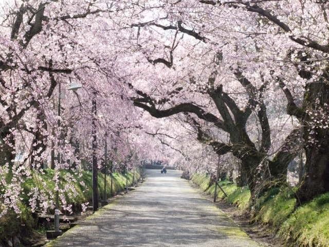 【桜・見ごろ】徳佐八幡宮しだれ桜