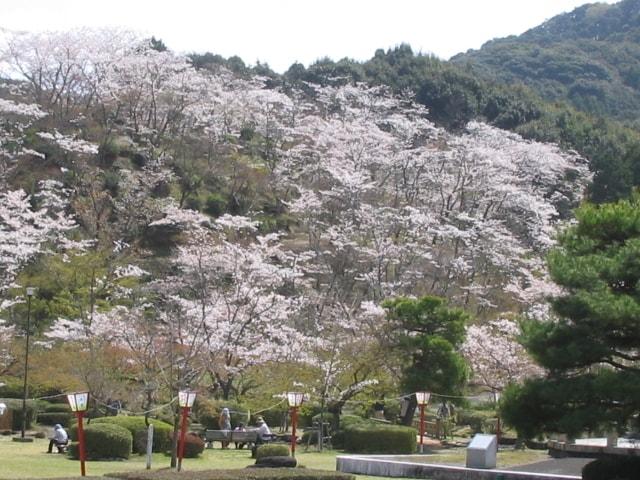 【桜・見ごろ】西渓公園